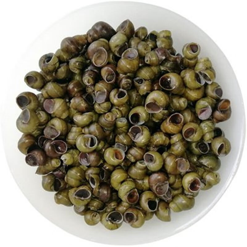 新鲜田螺活体活的石螺包活泥螺螺蛳粉螺丝肉鲜活大田螺锦蜜姬5斤螺蛳