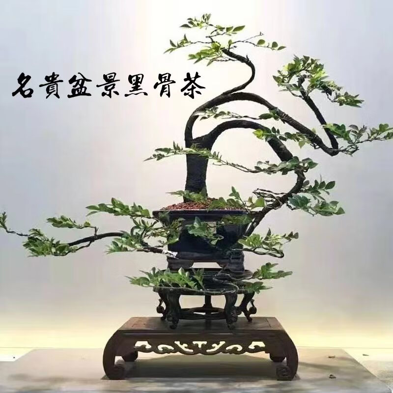 犇匠教育集团在线商城