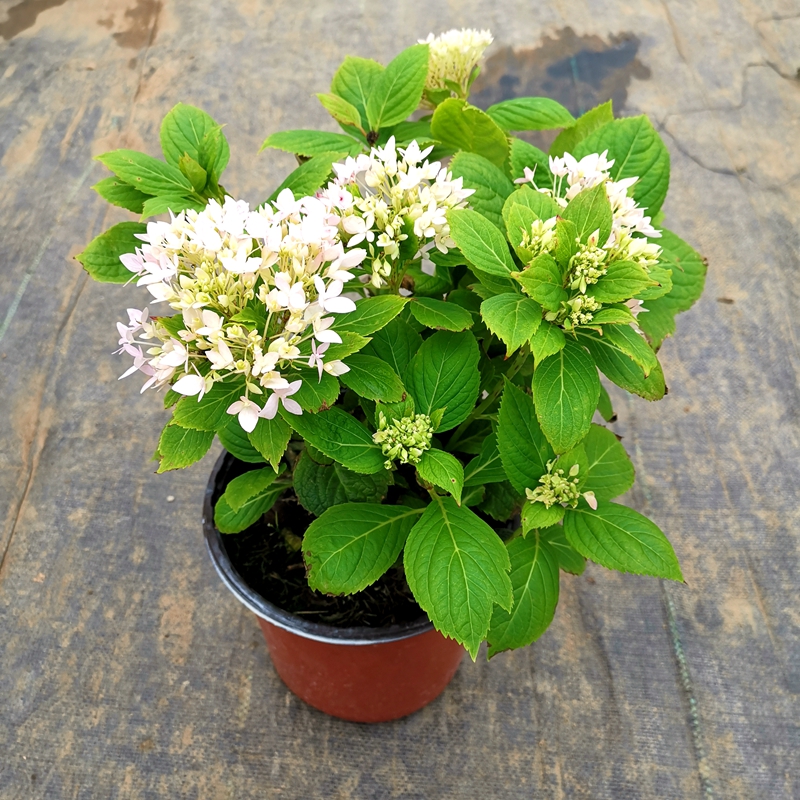 八仙花绣球花多花色观花植物当年开花爬藤耐寒包活包开花八仙花火焰3