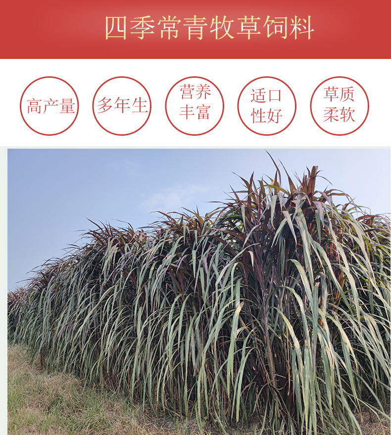 紫色甜象草皇竹草巴西红象草种节耐寒巨菌草耐寒多年生养牛羊猪鸡昂景