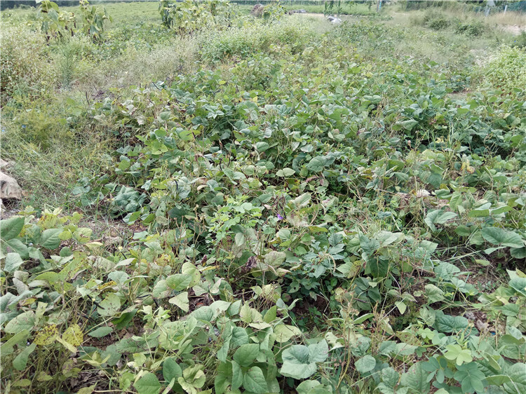 红腰豆植物图片