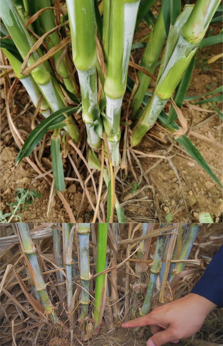 元冬桂牧一号皇竹草甜象草巨菌草种节种子四季高产多年生牧草养殖牛羊