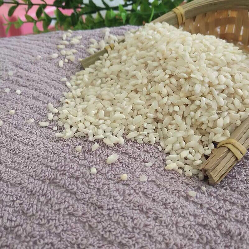 阳春大米珍桂矮肠粉米早米陈米石磨肠粉专用米河粉糕点粉米25kg河南