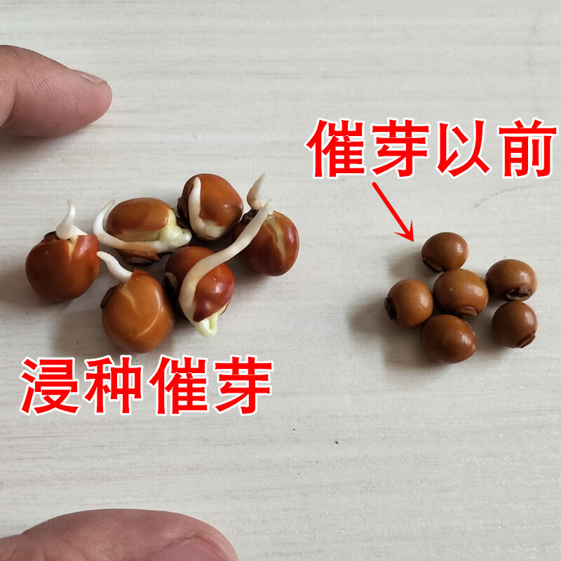 四棱豆种子四角豆种孑香龙豆四季四棱豆角爬藤蔬菜种籽四菱豆 30粒装