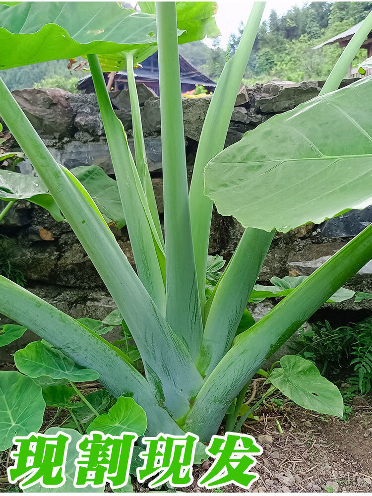 媚调 贵州新鲜特产蔬菜广菜农家自种白芋荷芋梗白玉苗芋蒙酸菜苗 1斤