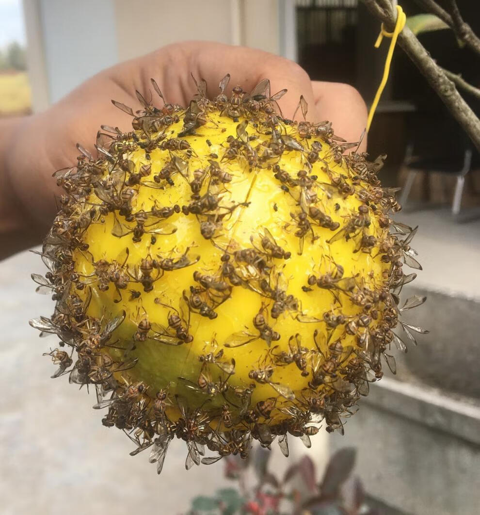 果园诱蝇球柑橘大小实蝇瓜果树针蜂贴果虫果蝇粘虫板粘蝇球粘性绿色