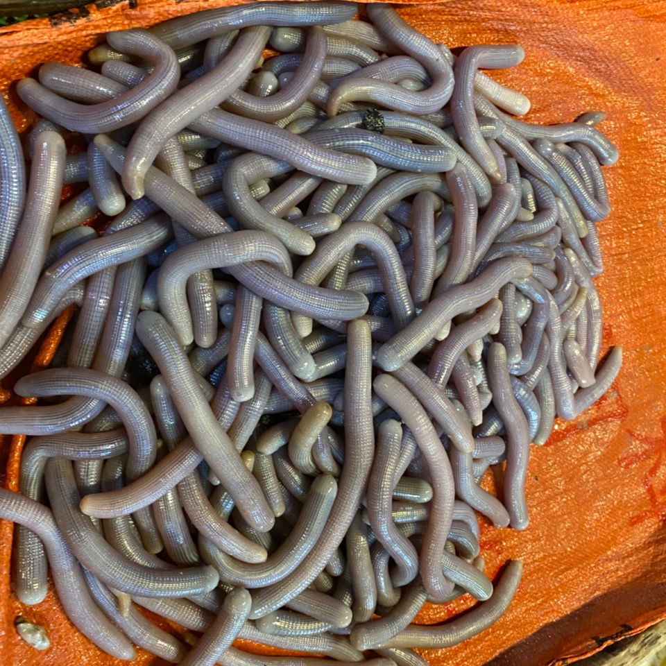 湛江原产地海沙虫干 500g 100克(2两)【图片 价格 品牌 报价】-京东