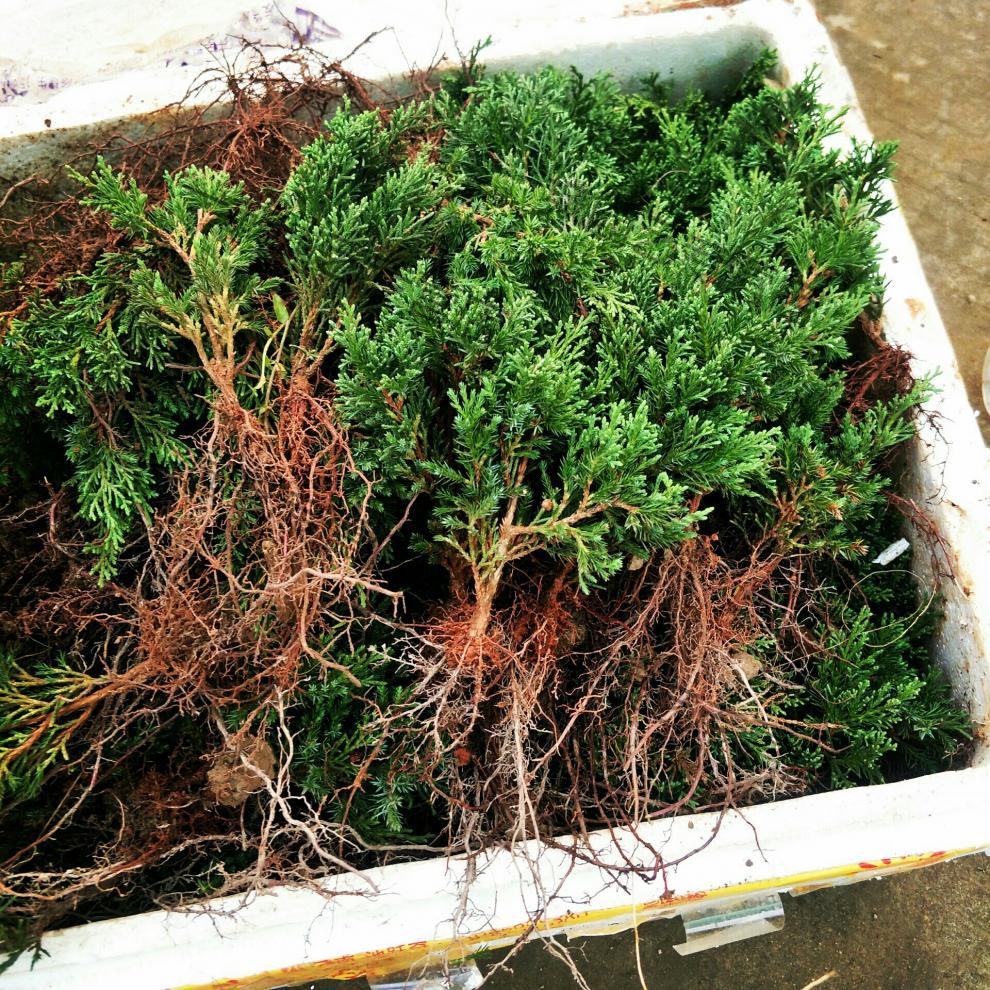 一城真柏苗真柏树苗日本济州真柏苗系鱼川真柏苗八房系真柏制盆景素材