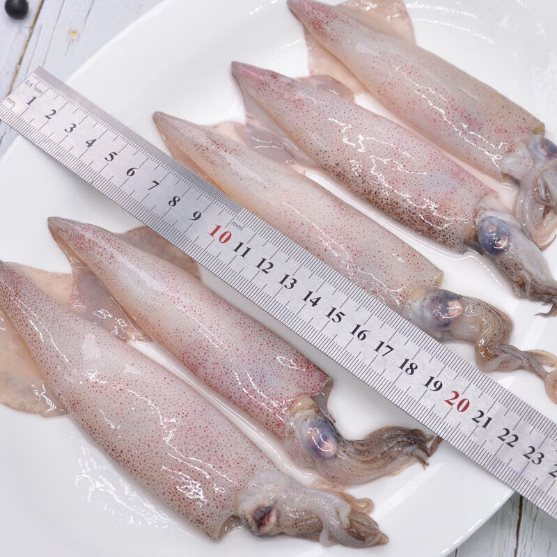 新鲜海兔鲜活海兔子笔管鱼带籽小海兔子海鲜籽乌半斤2斤可选2斤