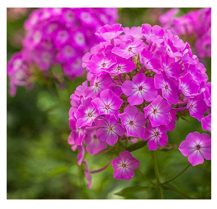 现货 宿根福禄考1加仑盆栽苗 多年生宿根草花花园植物易养耐热 淡粉复