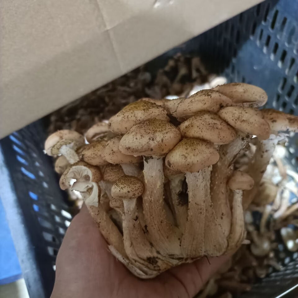 佳士禾 东北野生榛蘑 新鲜2021年新货 500g咸蘑菇 小鸡炖蘑菇长白山
