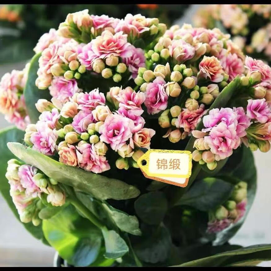 元井长寿花长寿花金狐狸盆栽重瓣新品客厅室内花卉凯特斯带盆栽好