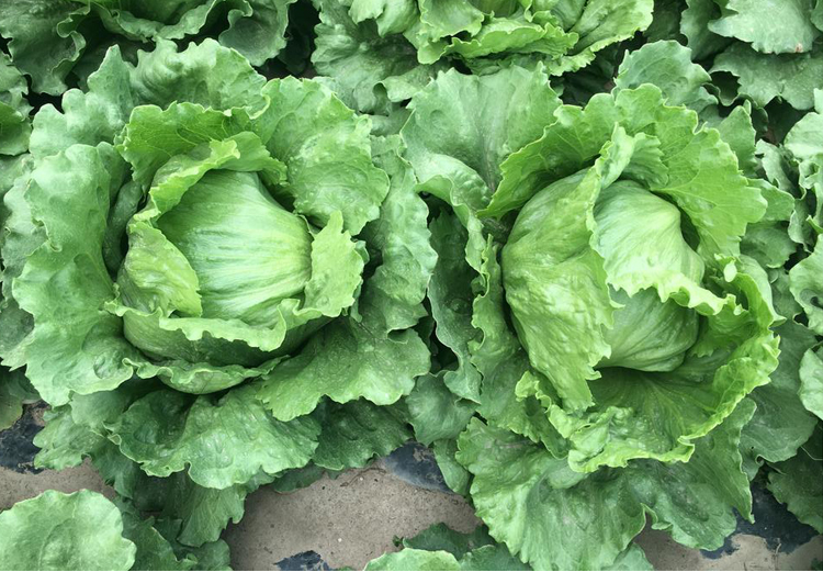 嫩的结球生菜种子春秋冬四季播周期快种植简单阳台盆栽蔬菜种籽奶油