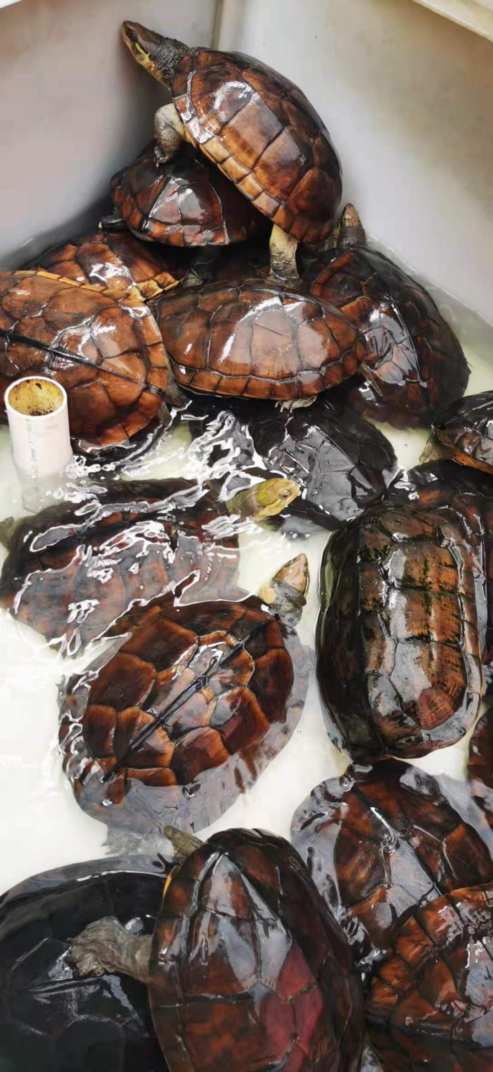 石金钱龟 正宗种石金线龟越南水龟网红草龟苗冷水观赏龟活体 三只繁殖