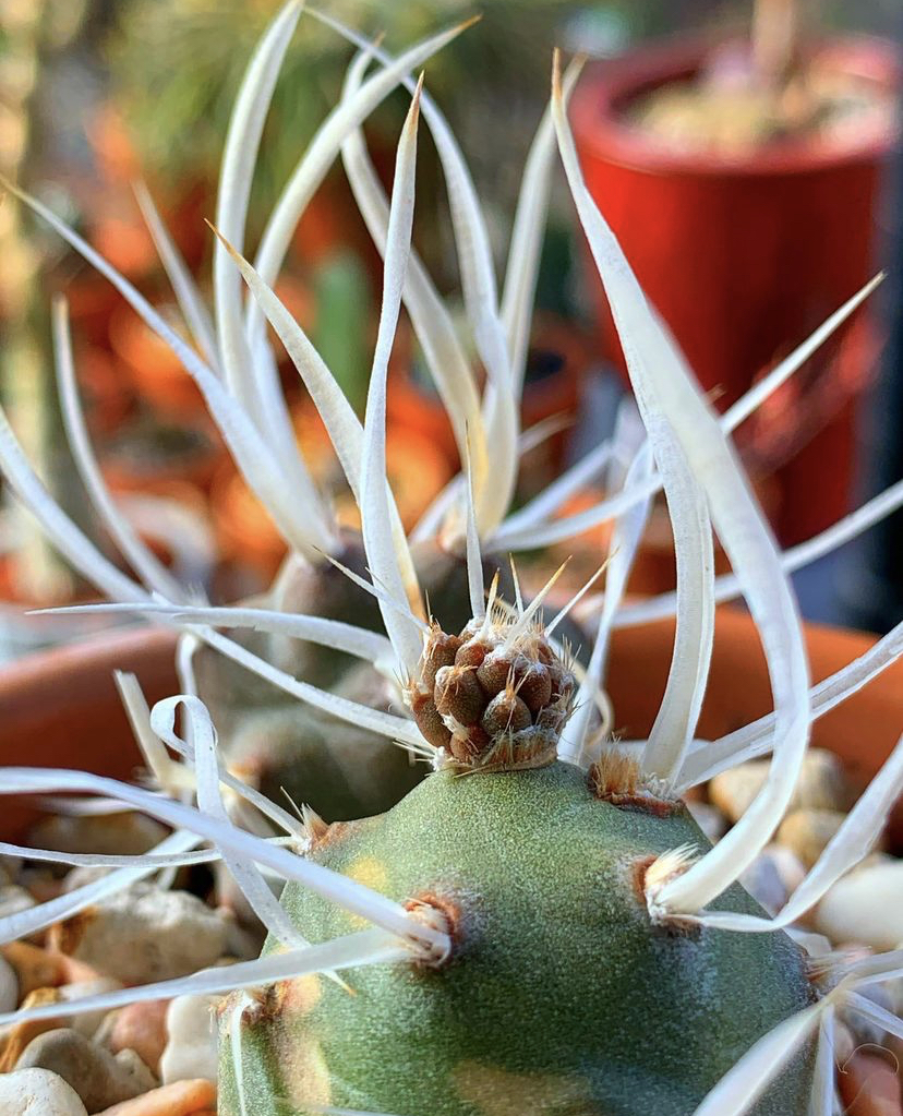 姜芮武藏野团扇开花自根仙人球仙人掌多肉植物盆栽块根植物绿植花卉 1