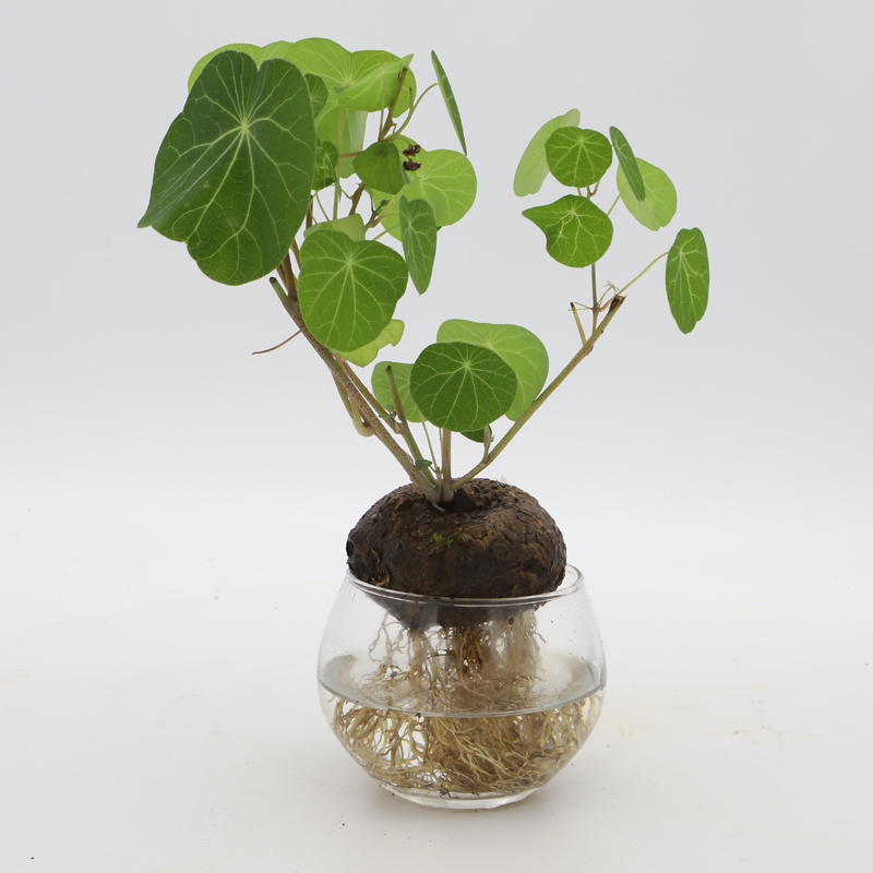 水培山乌龟桌面盆栽红藤圆叶绿植盆景办公室趣味观叶植物玻璃球小号