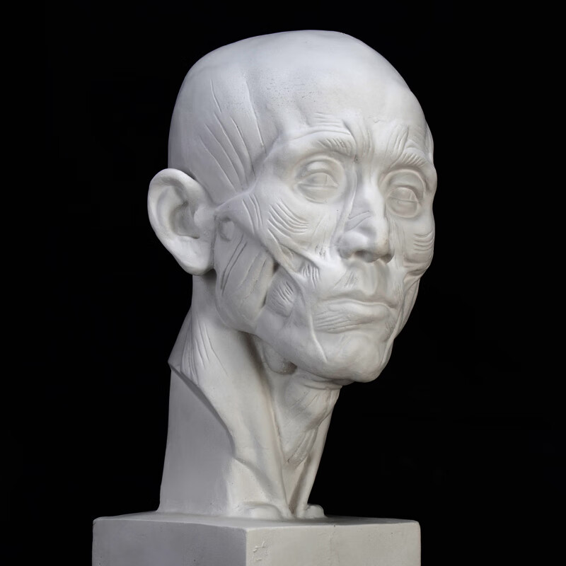 56cm解剖头像石膏像人物美术教具办公学生静物素描石膏头像肌肉头雕塑