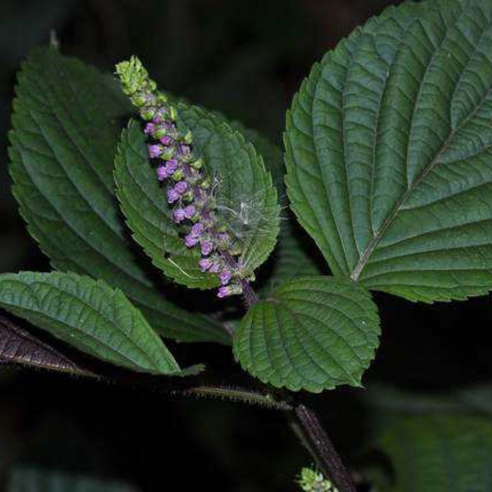 贵州酥麻子黑酥麻子引子酥麻紫苏子新货油性酥麻引子生苏子苏麻子