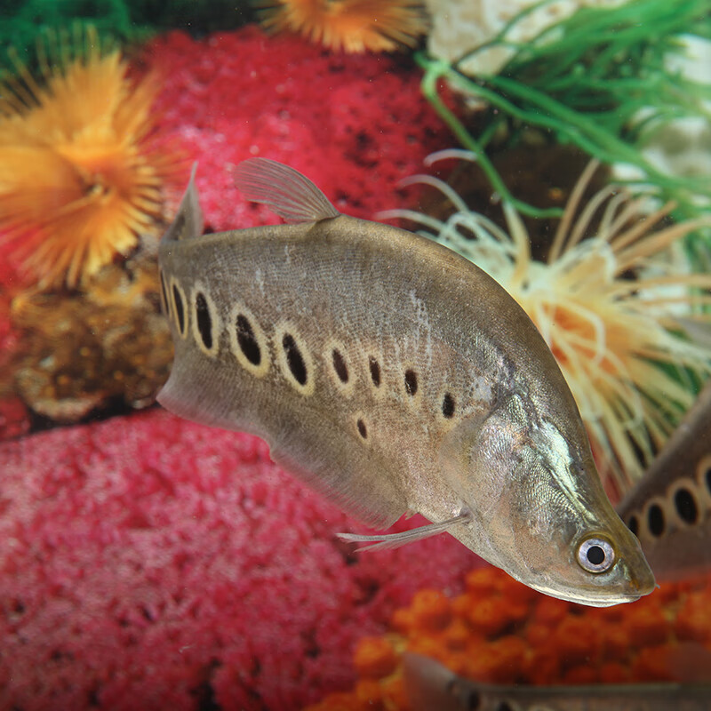 楠苑秋颖七星刀鱼大型热带观赏鱼热带鱼花刀鱼水族宠物淡水鱼活体冲钻