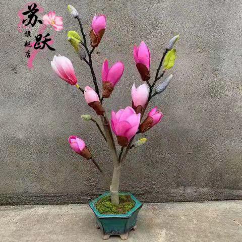 玉兰花树苗广玉兰紫玉兰红玉兰白玉兰大苗北方庭院室内盆栽植物粉美人