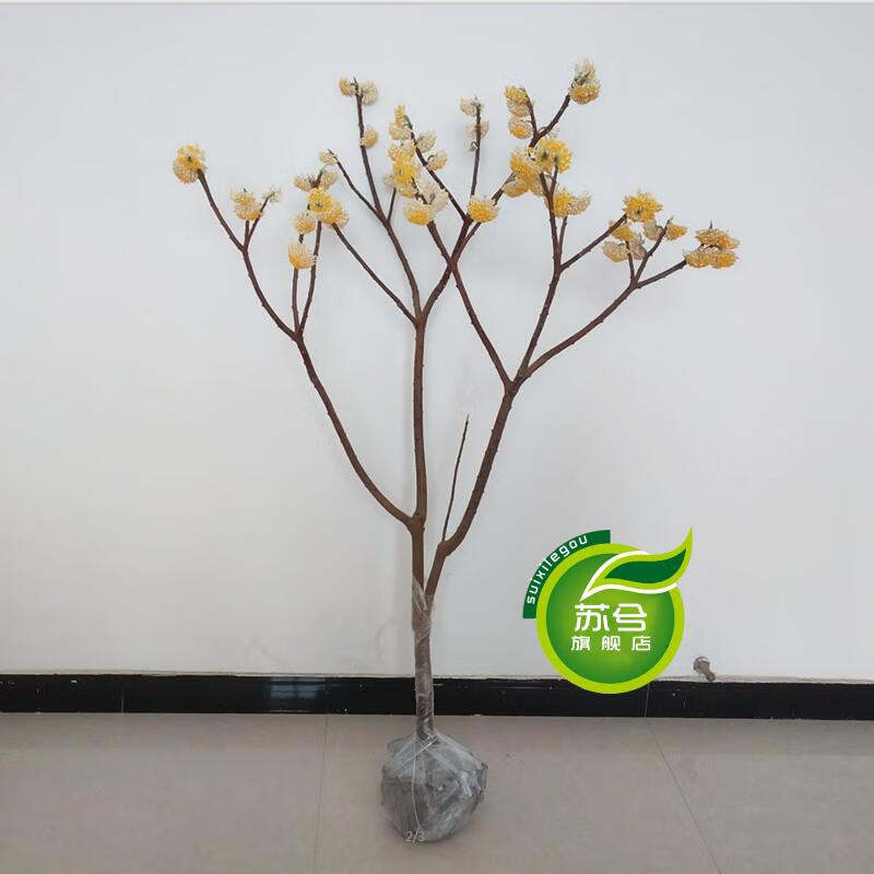 结香盆栽花卉盆景打结花苗梦冬花喜花浓香花卉植物盆栽树苗4年苗当年