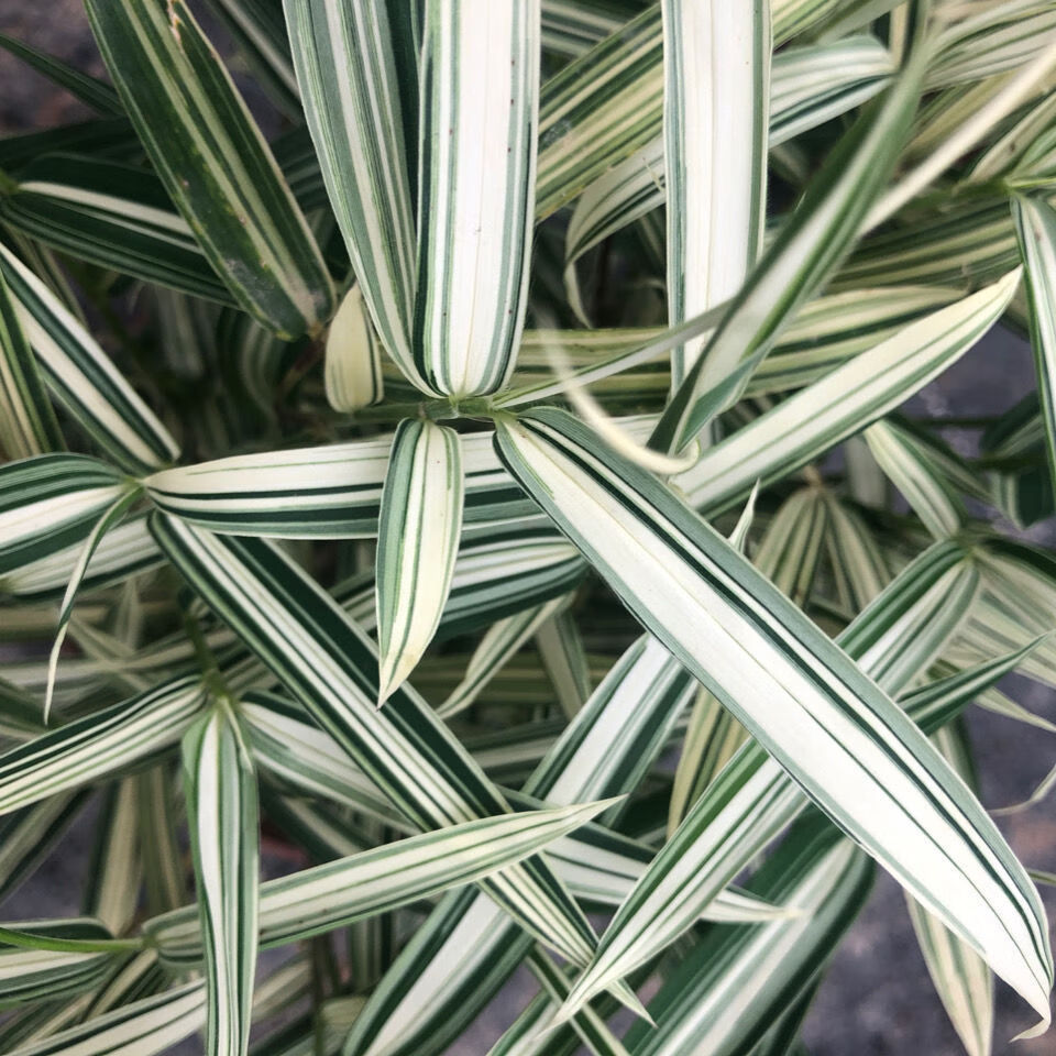 熊猫竹 菲白竹桌面绿植盆栽迷你竹子桌面微型盆景室内净化空气绿植