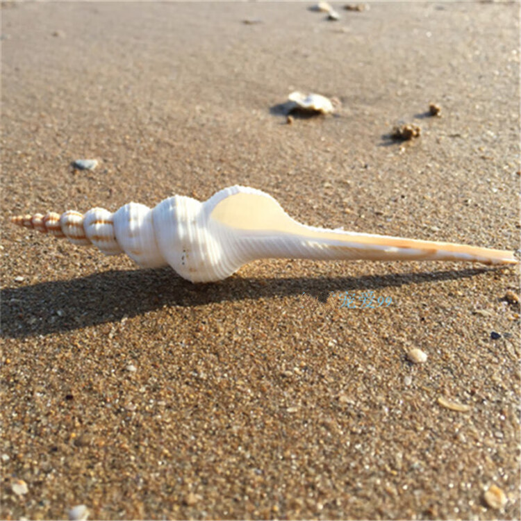 白长旋螺10-11cm鱼缸水族造景地台装饰家居 天然海螺贝壳摆件t