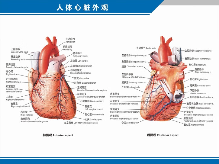 医院科室挂图 心脏解剖图结构图构造图示意图心血管内科中英文医院