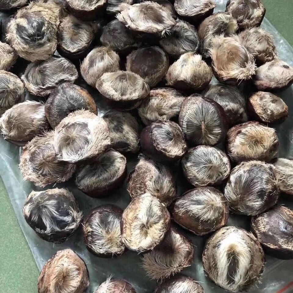 中药材麝香仁十年养殖林麝当门子麝香粉1克西藏专链入药正宗 正宗品质