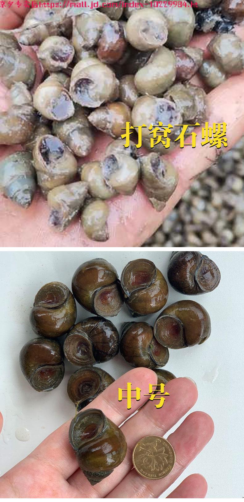 翠螺 鲜活钓青鱼钓鱼螺蛳脆螺鱼饵新鲜田螺活体打窝小泥螺丝黑坑 打窝