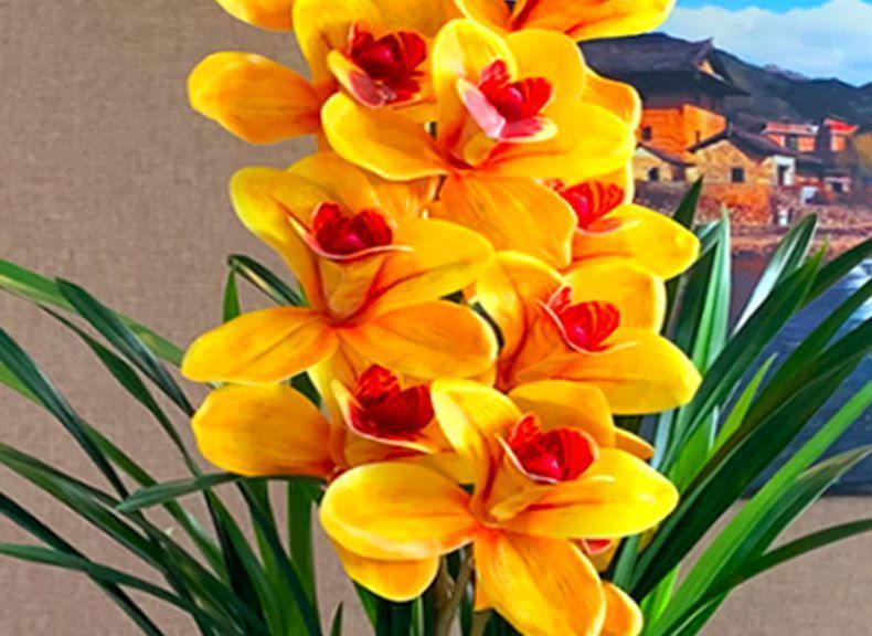 超香兰花荣华富贵大花苞室内盆栽花卉绿植兰草植物兰花苗彩霞3苗连体