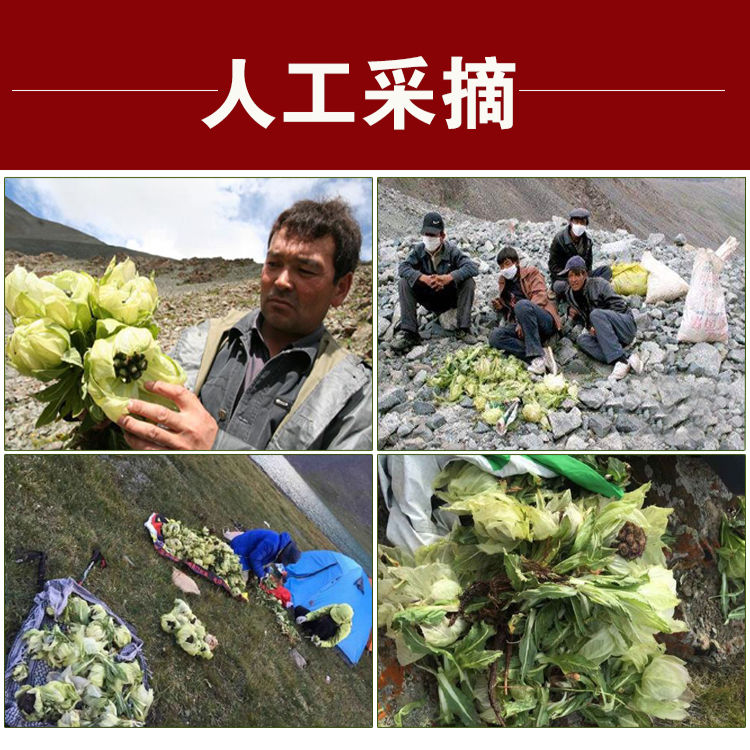 正宗新疆天山雪莲花泡酒泡水中药材滋补品西藏批发10到20克朵