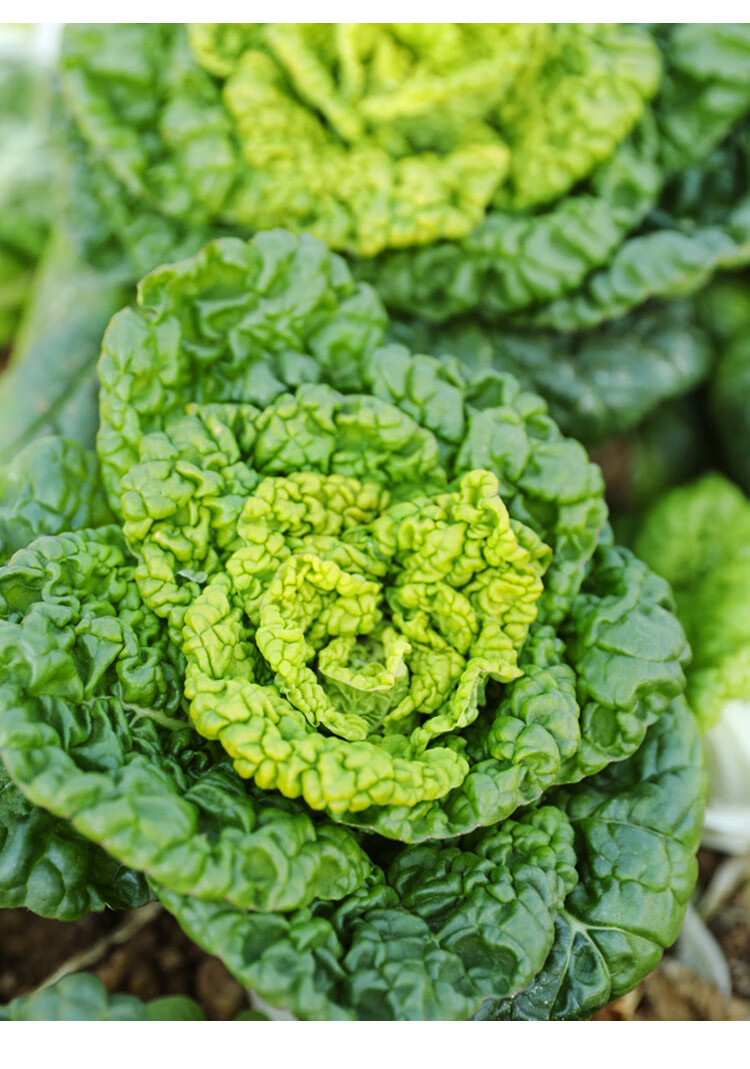 黄心乌菜种种子种籽乌塌菜雪里金花青菜蔬菜孑白菜黑菜乌塔菜菜籽 -量