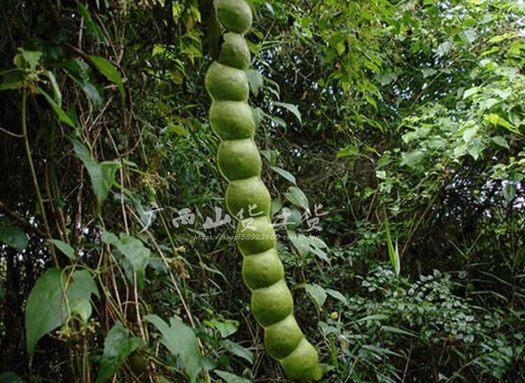 广西野生阴阳子250g肾果过江龙子木腰子泡酒料肾树宝榼藤子伊梵麦
