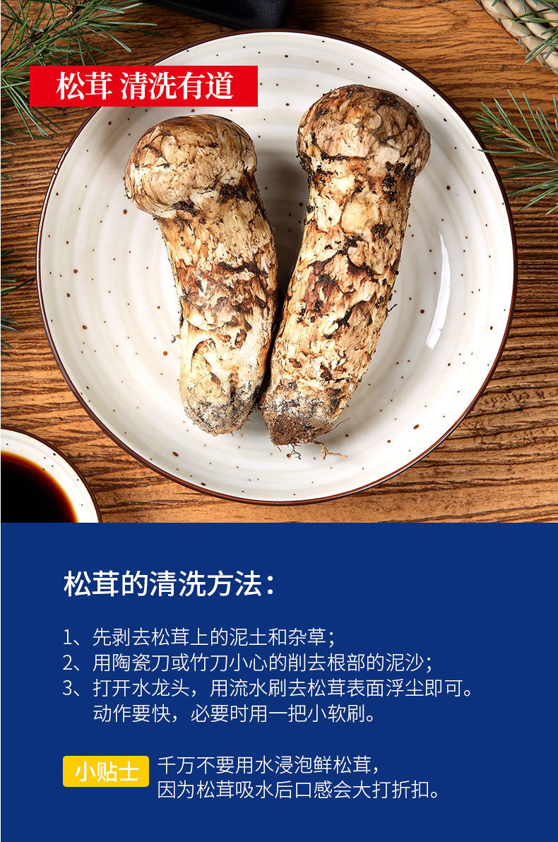 野生松茸云南香格里拉新鲜野生松茸1斤至2斤现采现发空运46厘米根的