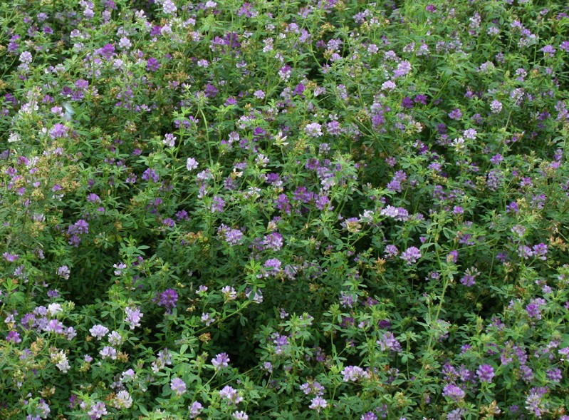 牧草种子紫花苜蓿草种子南方北方多年生耐寒牛羊兔牧草籽 一斤