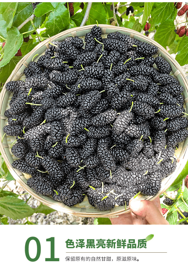 顺丰冷链保鲜盒装新鲜四川大凉山桑葚果桑葚水果黑桑椹孕妇时令水果