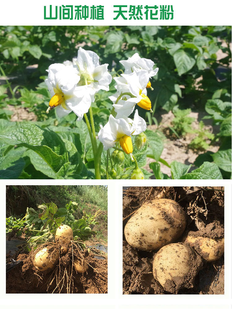 21年定西大土豆甘肃特产农家新大坪黄心黄皮沙面马铃薯新洋芋5斤中果