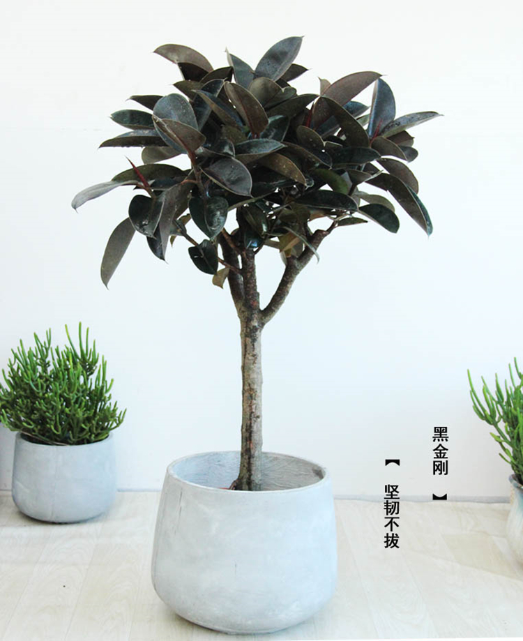 橡皮树黑金刚大型植物盆栽室内客厅家居绿植盆栽高5060厘米左右一盆三