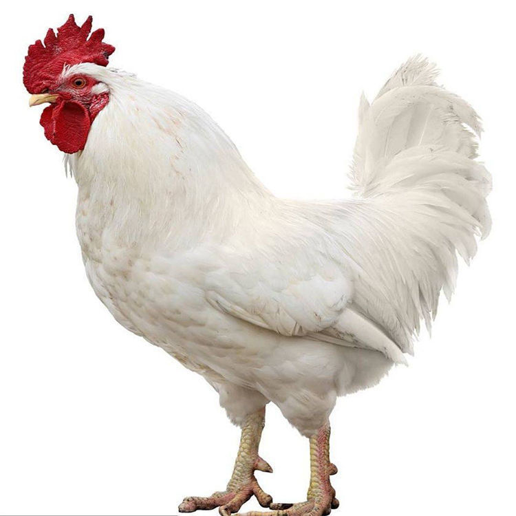 工匠头白羽鸡仔纯白下蛋鸡活体小鸡活白羽肉鸡苗五黑鸡土鸡活体 半斤