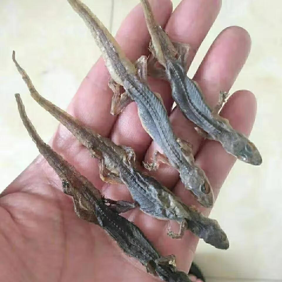 正宗中药材壁虎干中药材爬墙虫天龙壁虎干守宫干天龙干整条免费帮忙磨