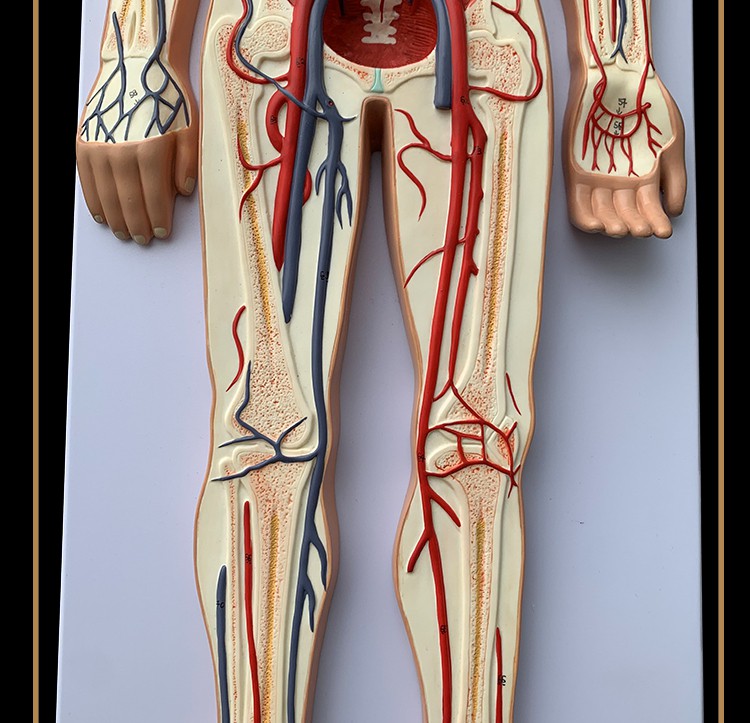 心脏内脏血管器官解剖模型医院学校用教学具boniu 人体血液循环模型