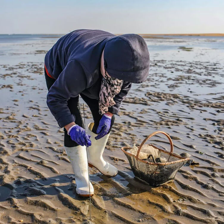 挖蛏子 钓蛏子专用钩竹节蛏赶海工具不锈钢勾 蛏子钩 抓蛏子神器 304
