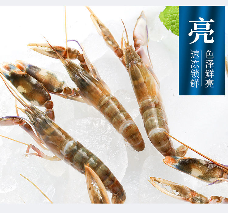 北海天然小龙虾夹板海水虾狗虾新鲜鲜活海龙虾冰鲜海鲜水产品批发二三