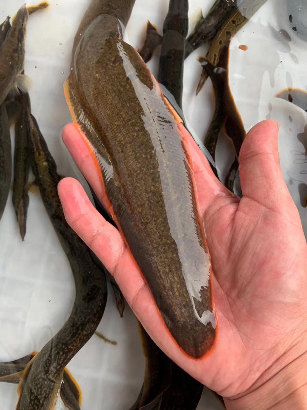 【好物推荐】鲜美惊刺鳅鱼倒鳅钢鳅刀鳅石锥猪麻记刀割淡水鱼刺鳅鱼