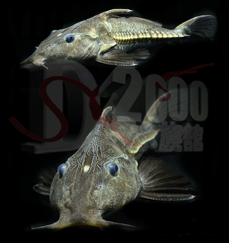 秋颖 普铁铁甲武士鱼活体艾温艾尔温尼铁甲海豚长须铁甲底层大型鱼