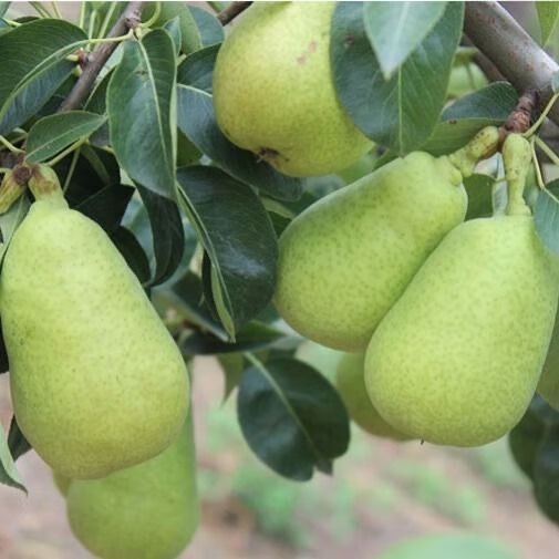 爵妃 太婆梨正宗甘肃香蕉梨水果现摘大头梨当季新鲜梨子整箱9斤 9斤