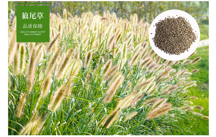 0kg店铺:花乡云锦旗舰店商品编号:58767087729商品名称:批发牧草种