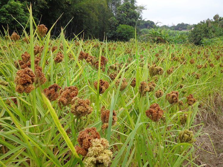 橙伯乐 广西容县特产农家粟米龙爪粟米粉拳头粟米粒枕头穇子 实惠5斤