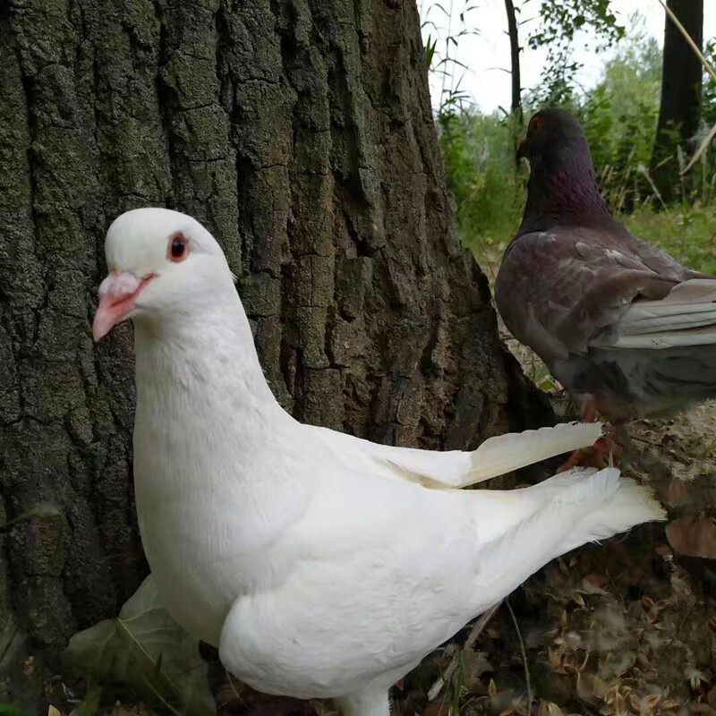 棠鲜生 老鸽子农家养3年老鸽子 土鸽 新鲜鸽肉信